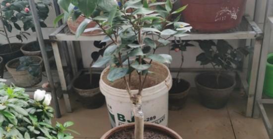 茶花上盆的最佳时间是什么时候？如何正确养护茶花？
