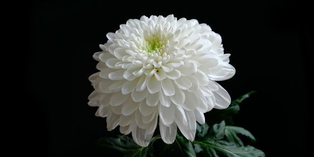 白菊花代表什么意思？你知道它的花语吗？