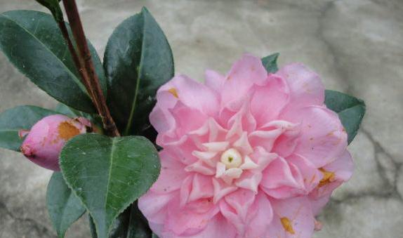 茶花什么品种最珍贵？如何鉴别和养护？