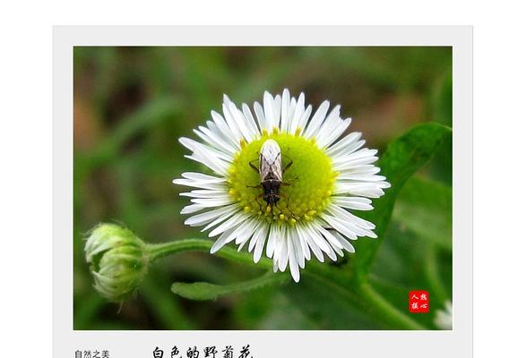 白菊花代表什么？白菊花的寓意和象征意义是什么？