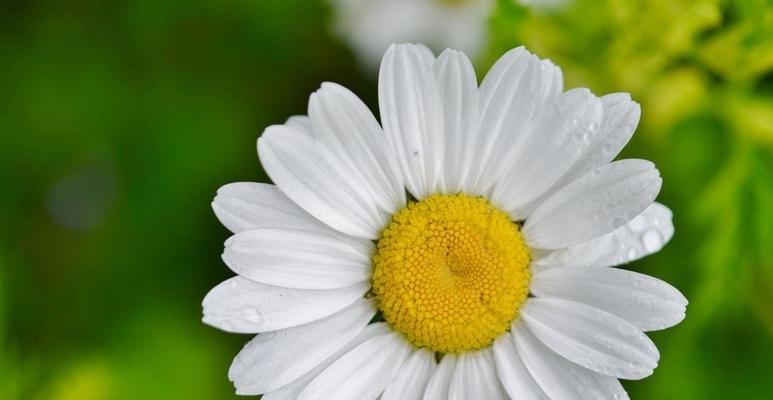 白菊花代表什么？白菊花的寓意和象征意义是什么？
