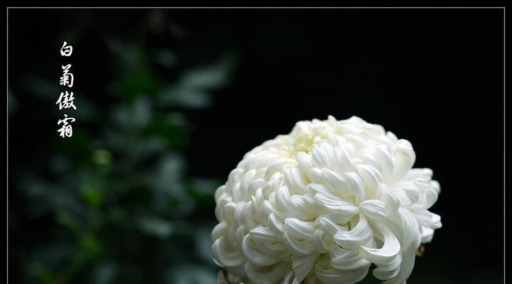 白菊花代表什么？白菊花的寓意和象征意义是什么？