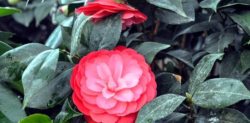 茶花什么品种最珍贵？如何鉴别和养护？