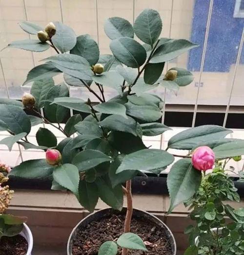 茶花播种的最佳时机是什么时候？如何确保高发芽率？
