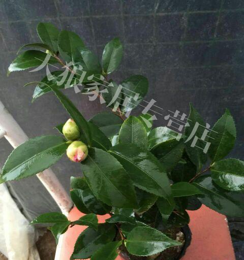 茶花播种的最佳时机是什么时候？如何确保高发芽率？
