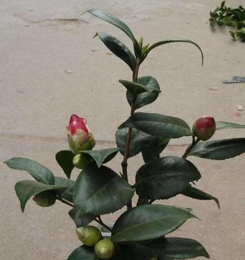 茶花换盆的最佳时机是什么时候？换盆后如何护理？