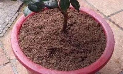 茶花换盆的最佳时机是什么时候？换盆后如何护理？