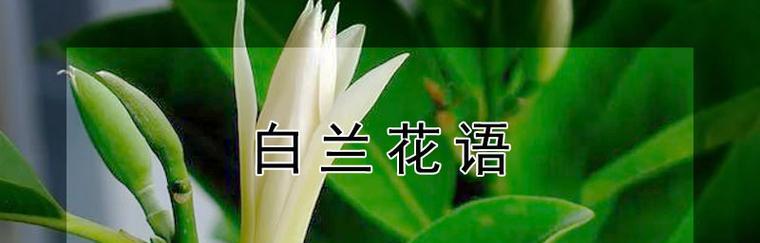 白兰花代表什么？白兰花的寓意和象征有哪些？