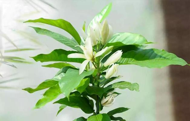 白兰花代表什么？白兰花的寓意和象征有哪些？