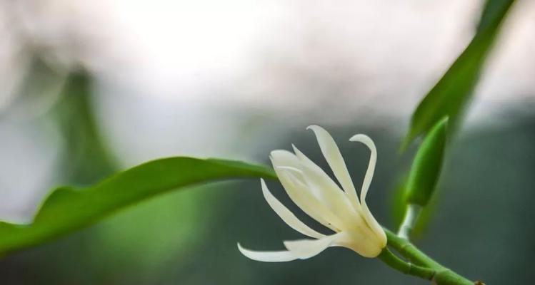白兰花代表什么意思？白兰花的花语有哪些含义？