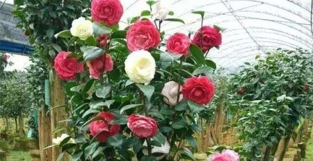 茶花嫁接的最佳时间是什么时候？如何提高成活率？