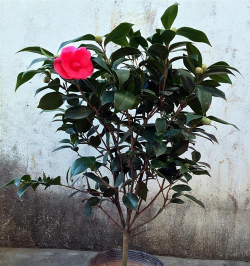 茶花嫁接的最佳时间是什么时候？如何提高成活率？