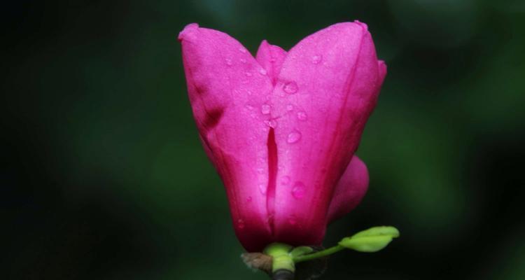白兰花代表什么意思？白兰花的花语有哪些含义？