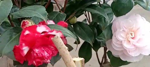 茶花嫁接的最佳时间是什么时候？如何提高成活率？
