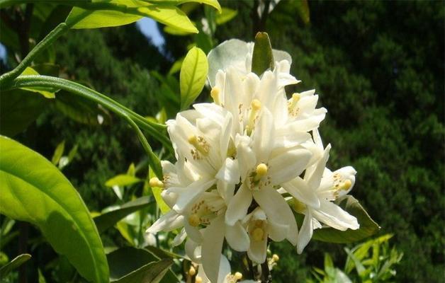 白兰花的花语是什么？它象征着什么意义？