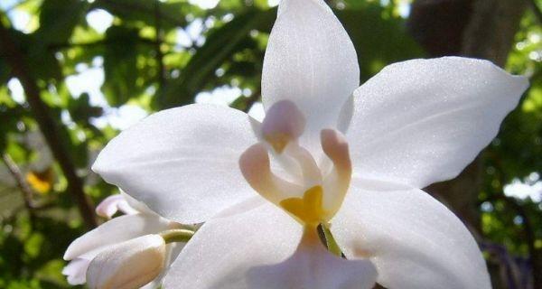 白兰花的花语是什么？它象征着什么意义？