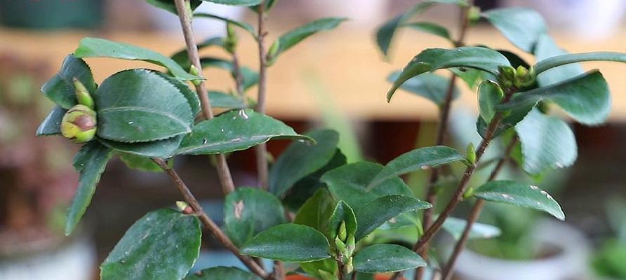 茶花修剪的最佳时机是什么时候？如何正确剪枝？