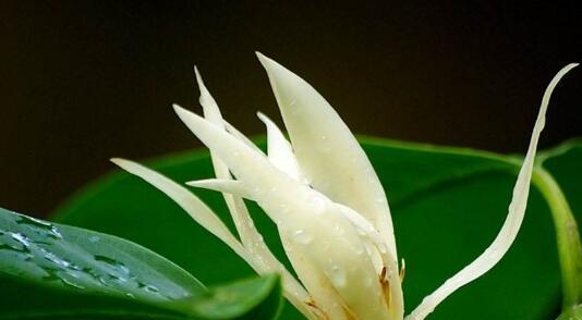 白兰花花语是什么？如何用白兰花表达爱意？