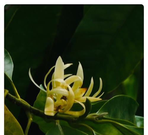 白兰花花语是什么？如何用白兰花表达爱意？