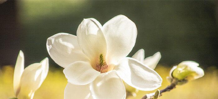 白兰花花语是什么？如何用白兰花表达爱意？