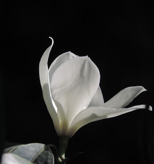 白兰花的寓意是什么？如何正确理解白兰花的象征意义？