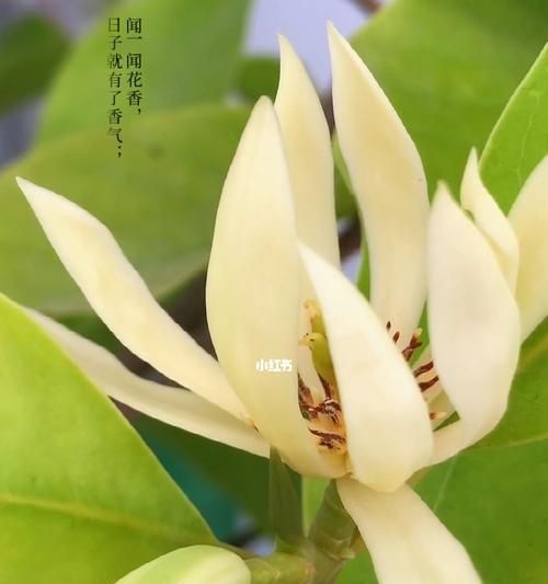 白兰花的寓意是什么？如何正确理解白兰花的象征意义？
