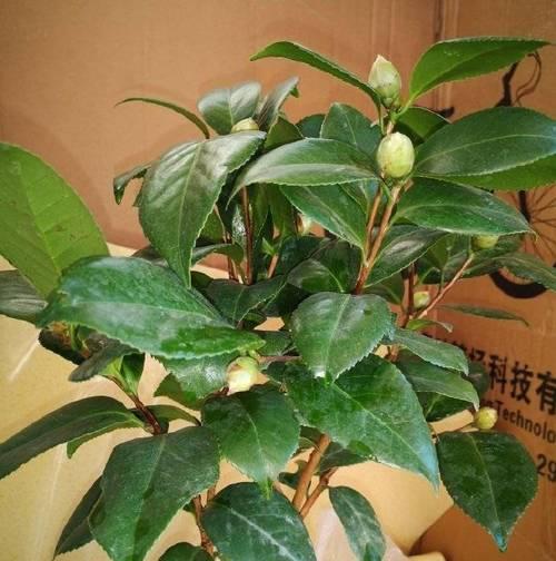 茶花的花期是多久？如何判断最佳开花时间？
