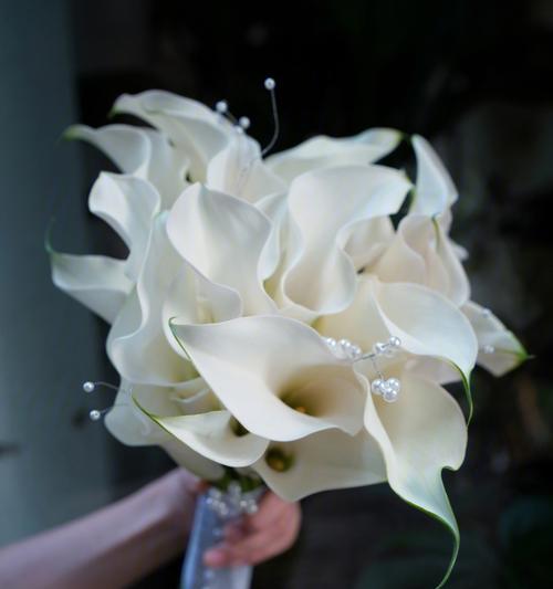 白马蹄莲花语有哪些含义？