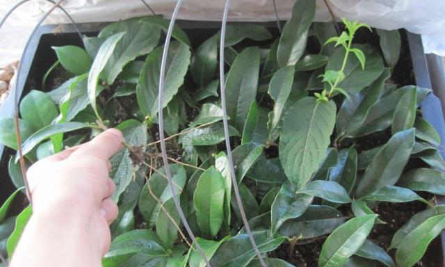 茶花最佳扦插时间是什么时候？几月份最适合扦插茶花？