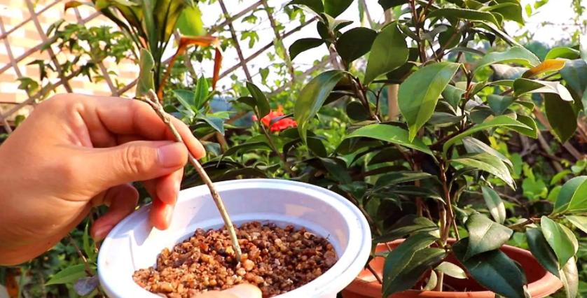 茶花扦插的最佳时机是什么时候？如何确保成活率高？