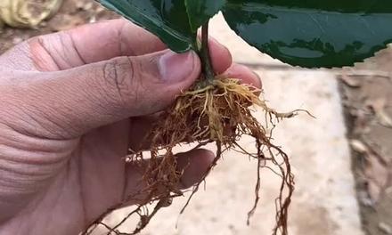 茶花扦插的最佳时机是什么时候？如何确保成活率高？