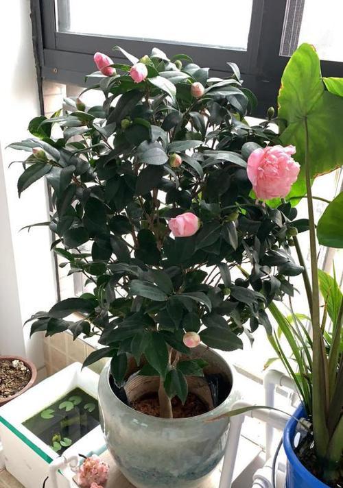 茶花什么时候开始长花苞？如何促进花苞的形成？