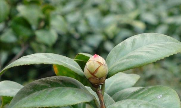茶花什么时候开始长花苞？如何促进花苞的形成？