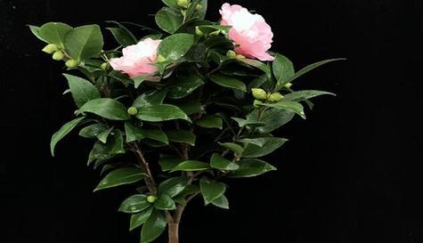 茶花什么时候种植最好？春季还是秋季更适宜？