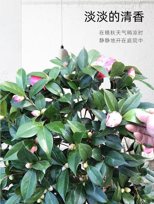 茶花什么时候种植最好？春季还是秋季更适宜？