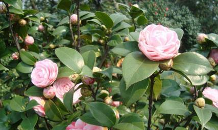茶花如何生长？其生长环境条件和特点是什么？