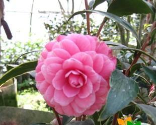 茶花如何生长？其生长环境条件和特点是什么？