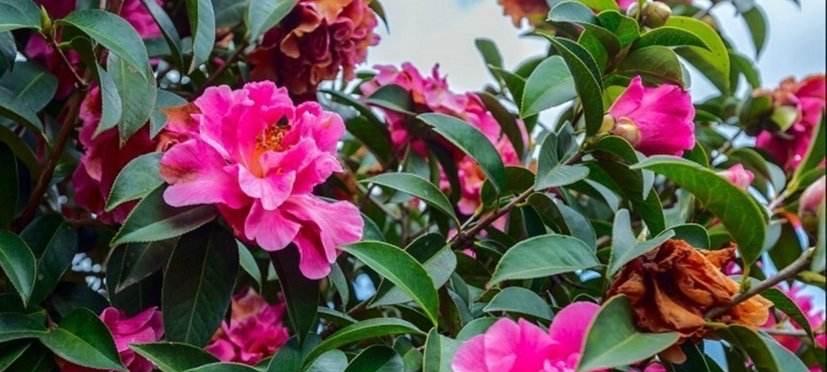 茶花如何生长？其生长环境条件和特点是什么？