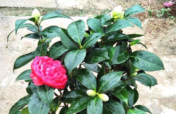 茶花一年能长多少？了解其生长速度与养护要点