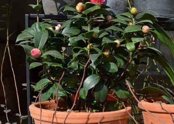 茶花一年能长多少？了解其生长速度与养护要点