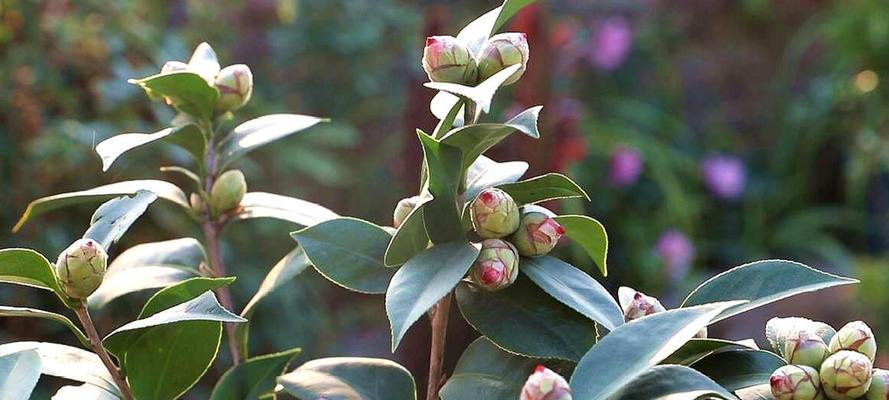 茶花一年能长多少？了解其生长速度与养护要点