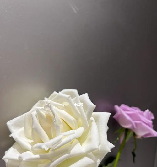 白玫瑰代表什么意思？白玫瑰的花语有哪些常见问题？