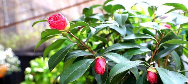 茶花属于被子植物吗？了解茶花的植物分类特性