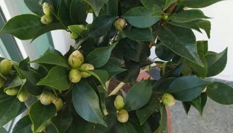 茶花是雌雄同株吗？如何辨别茶花的性别特征？