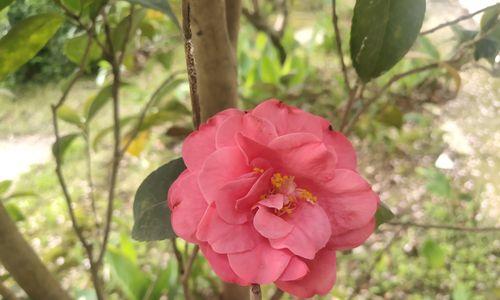 茶花是两性花吗？如何辨别茶花的性别特征？