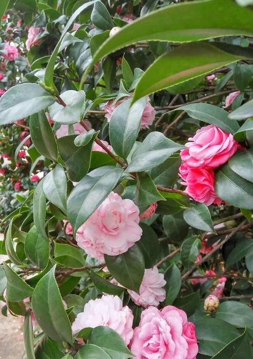 茶花是什么植物？如何正确养护茶花？