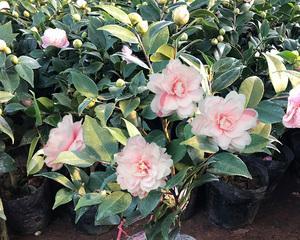 茶花四季开花吗？了解茶花的开花周期和养护技巧