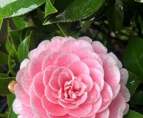 茶花喜阳还是喜阴？如何正确养护茶花？