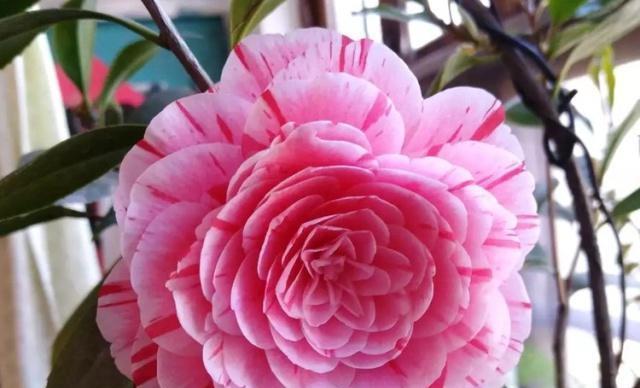 茶花喜阳还是喜阴？如何正确养护茶花？