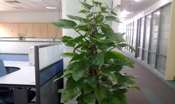 茶花适合放办公室吗？办公室风水好的摆放位置是什么？